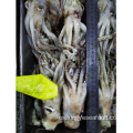 Squid congelado Tentacle Nototodarus Sloanii 140-160g